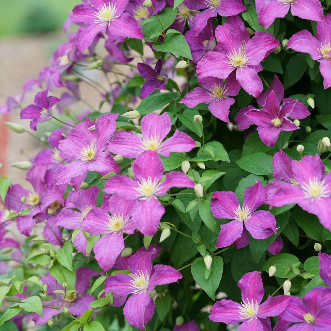 Clematis - JOLLY GOOD
