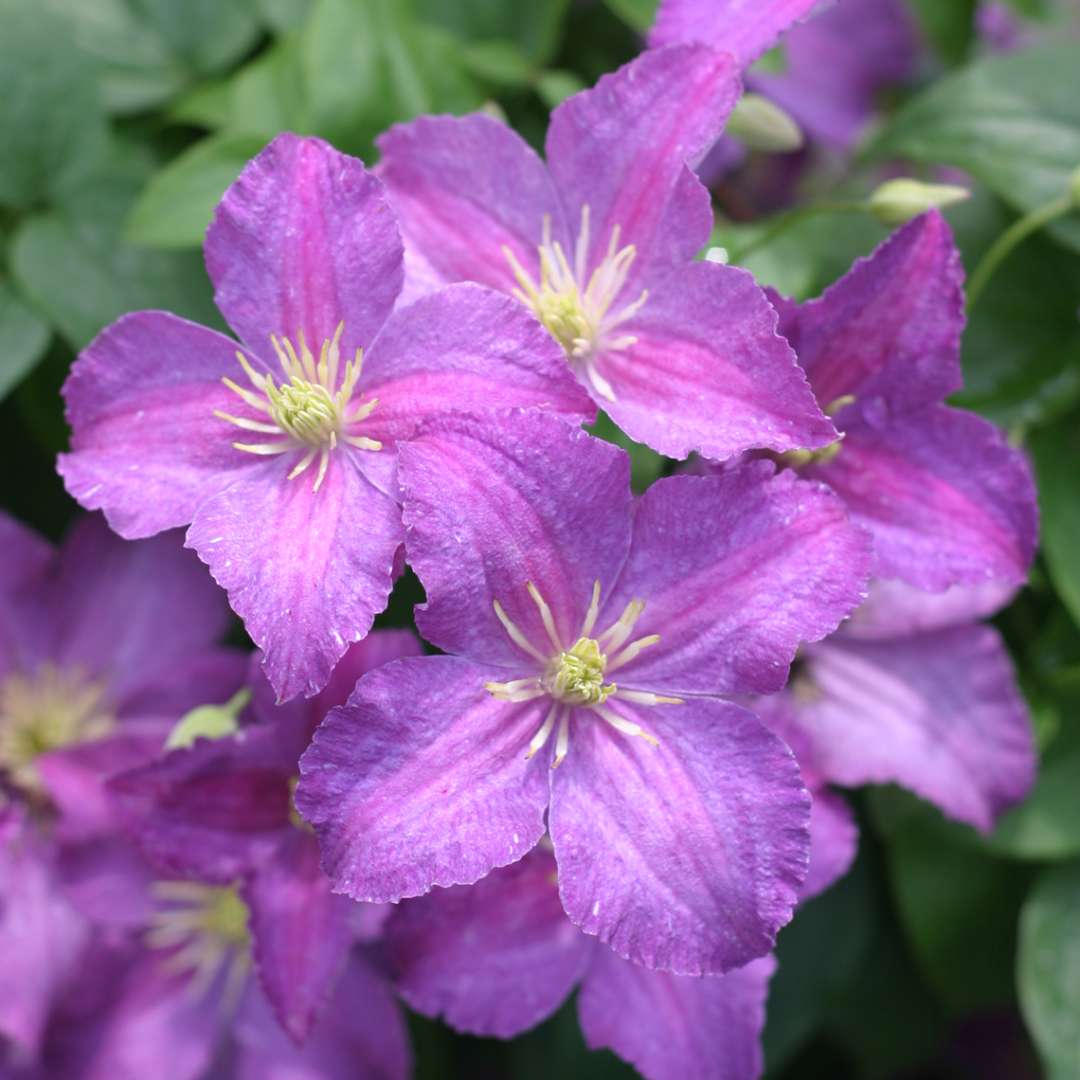 Clematis - JOLLY GOOD