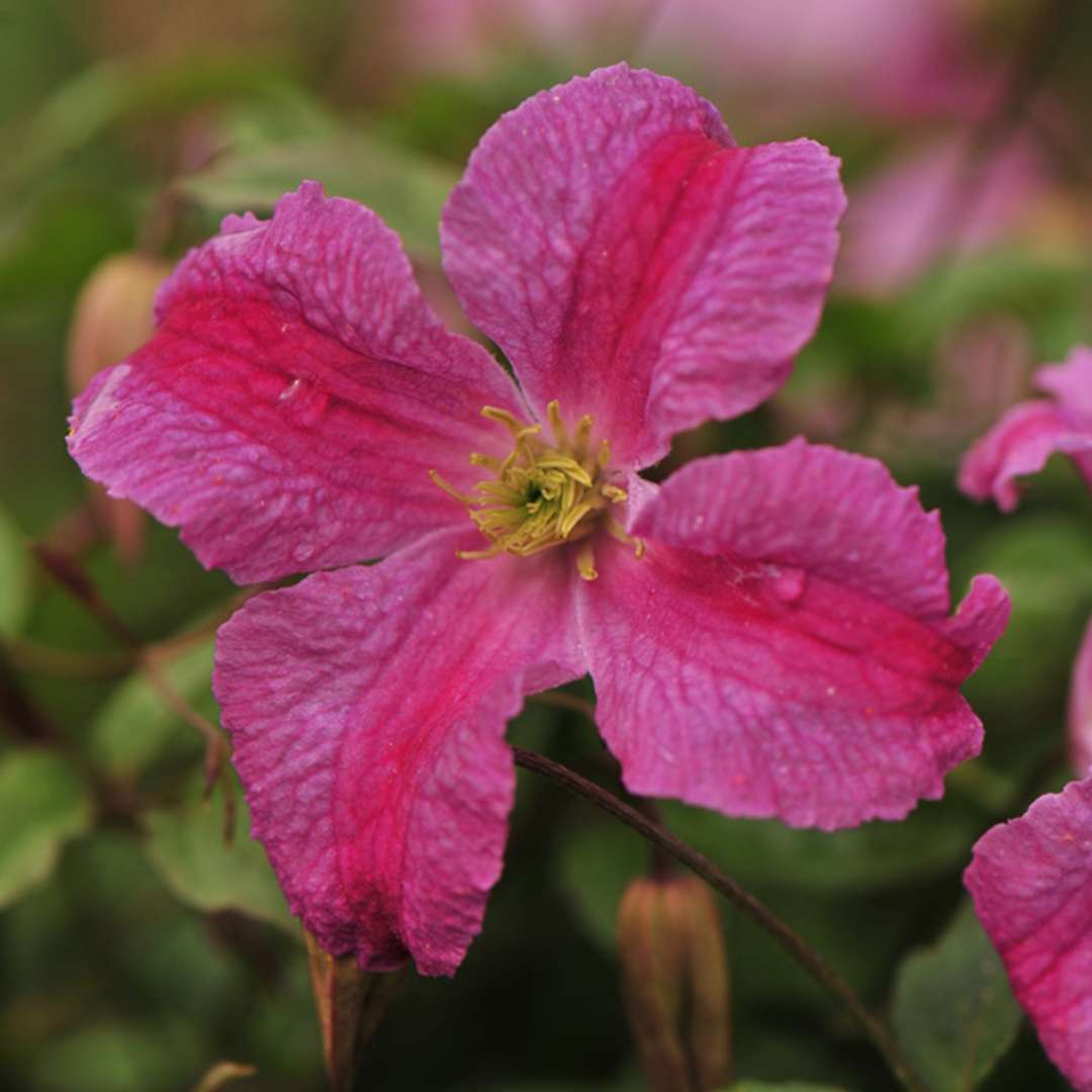 Clematis - PINK MINK