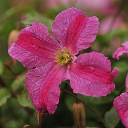 Clematis - PINK MINK