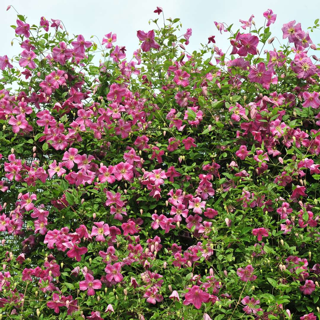 Clematis - PINK MINK