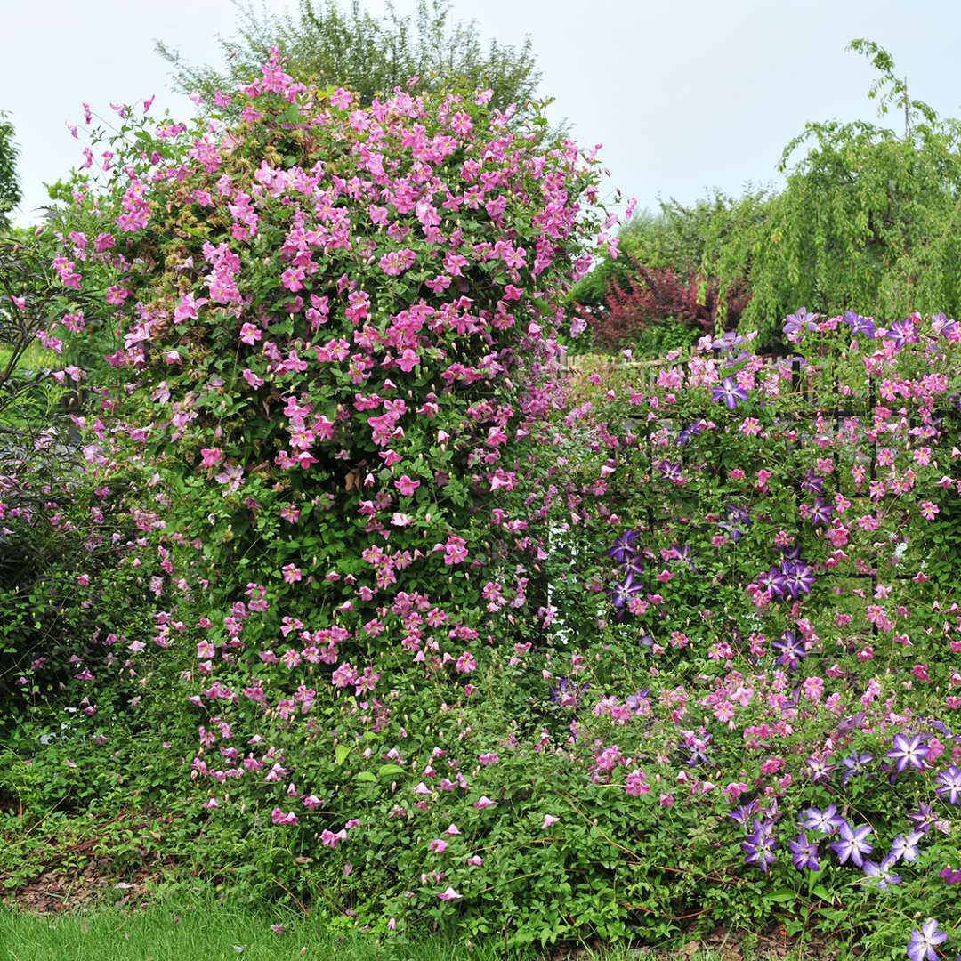 Clematis - PINK MINK