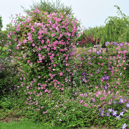 Clematis - PINK MINK