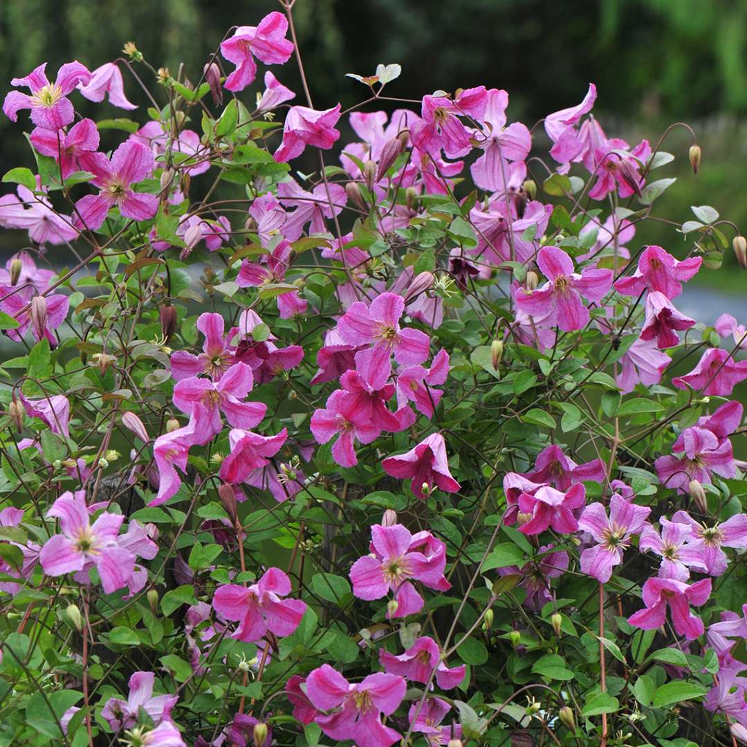Clematis - PINK MINK