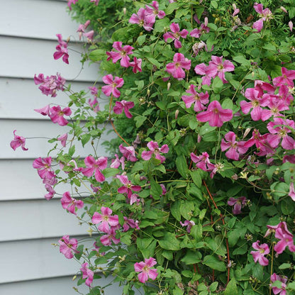 Clematis - PINK MINK
