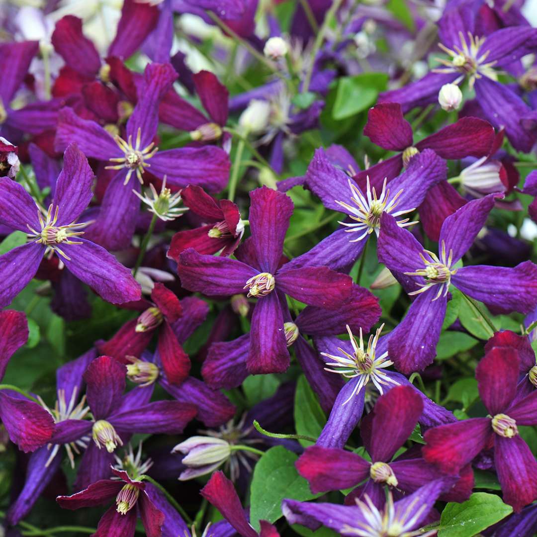Clematis - Sweet Summer Love