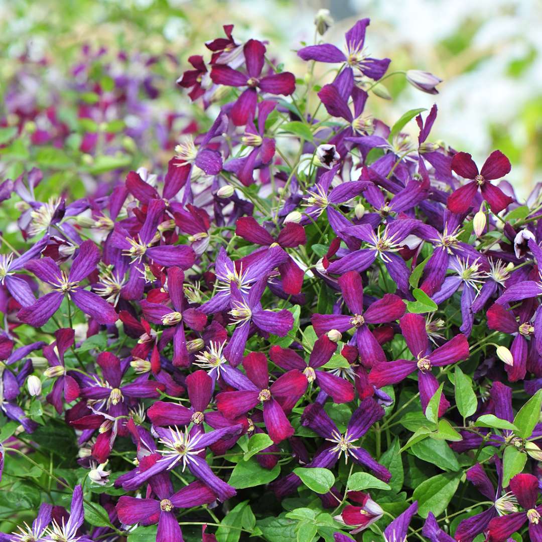 Clematis - Sweet Summer Love