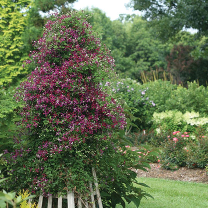 Clematis - Sweet Summer Love