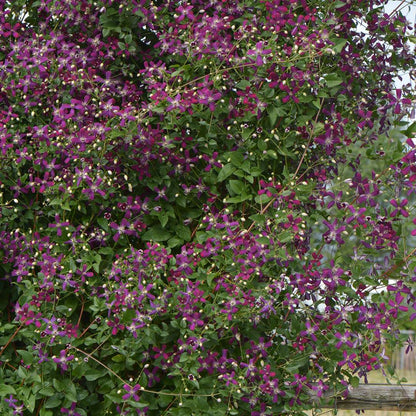 Clematis - Sweet Summer Love