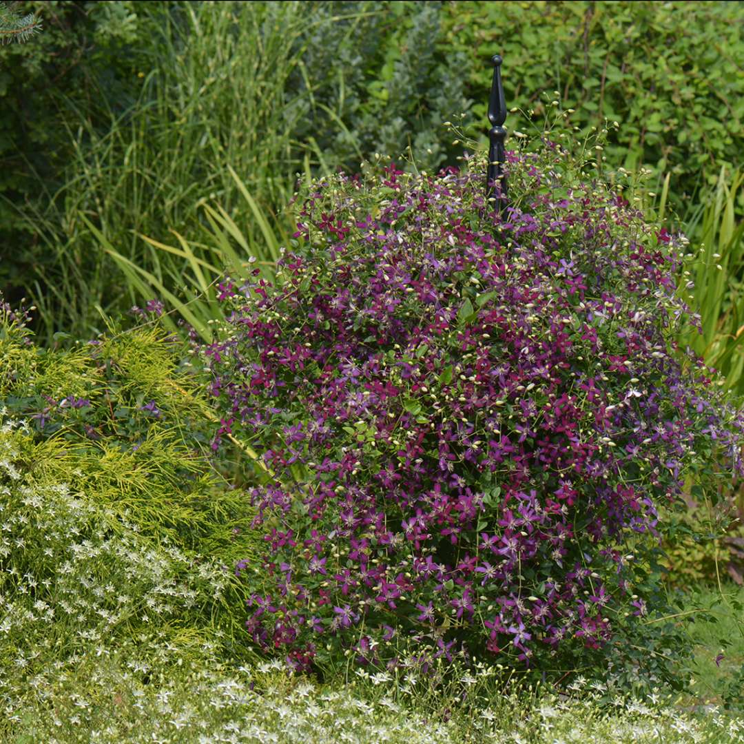Clematis - Sweet Summer Love
