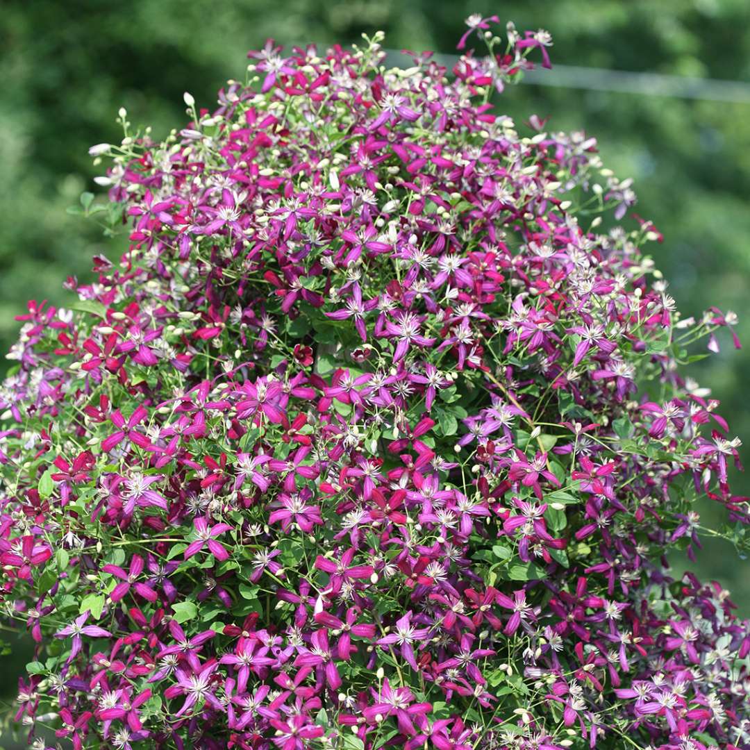 Clematis - Sweet Summer Love