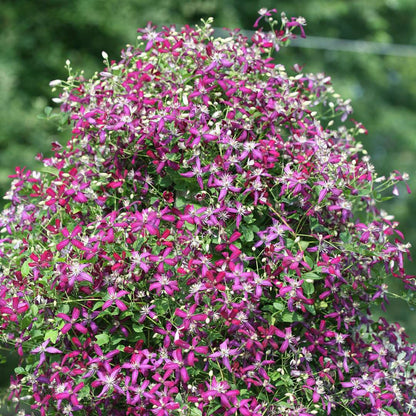Clematis - Sweet Summer Love
