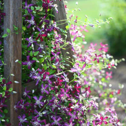 Clematis - Sweet Summer Love