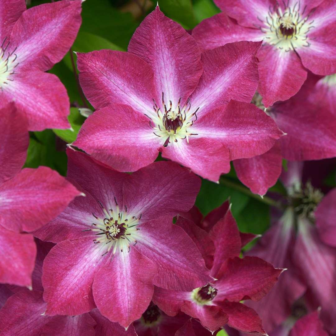 Clematis - Viva Polonia
