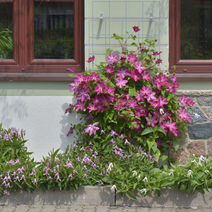 Clematis - Viva Polonia