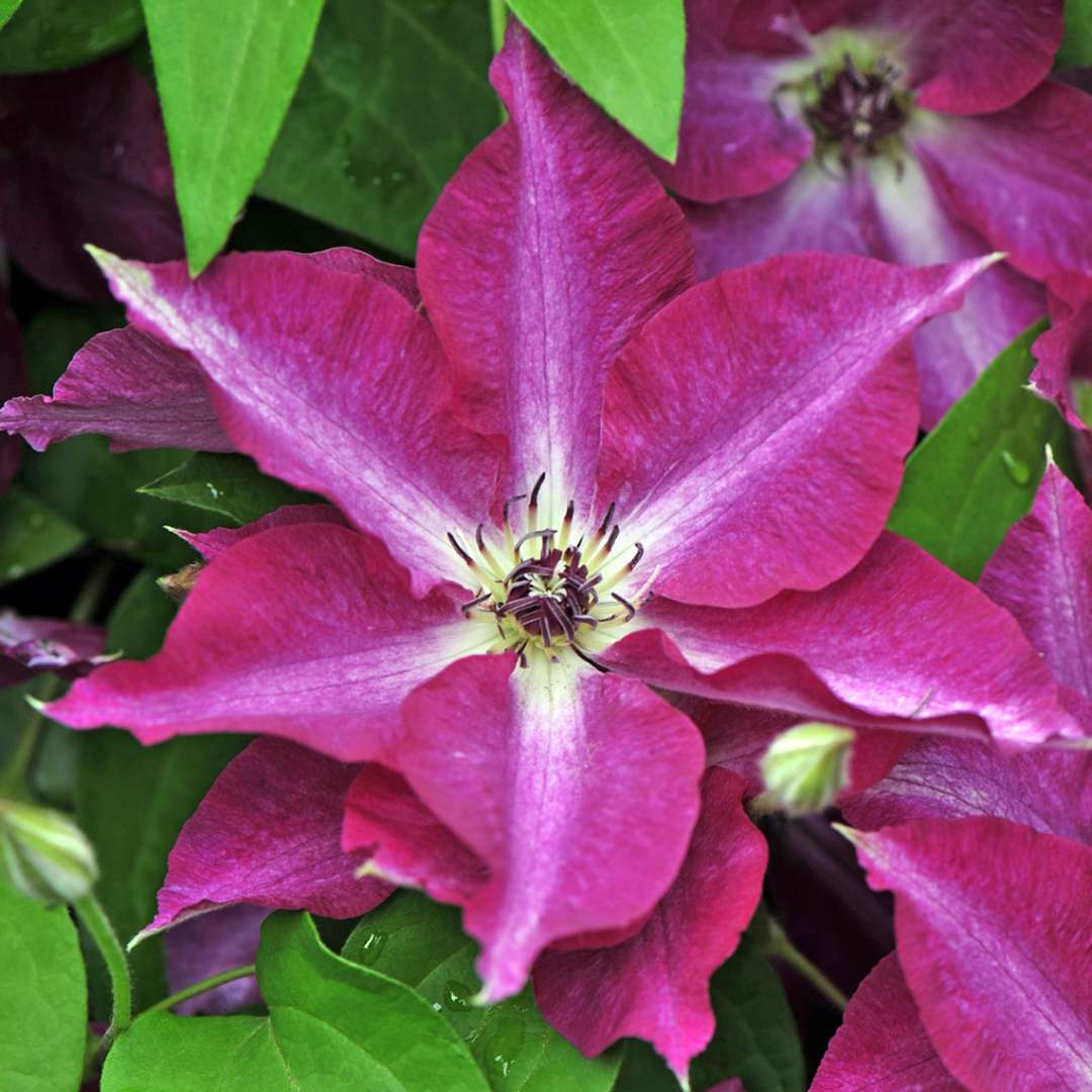 Clematis - Viva Polonia