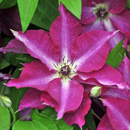 Clematis - Viva Polonia