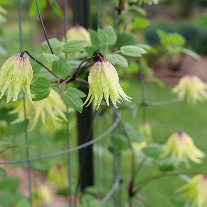 Clematis - FUNYELLA