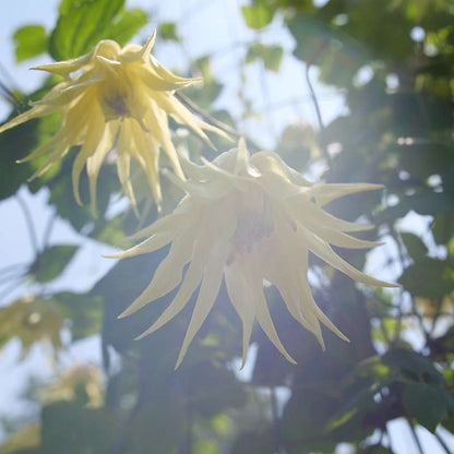 Clematis - FUNYELLA