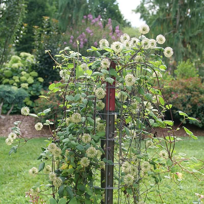 Clematis - FUNYELLA