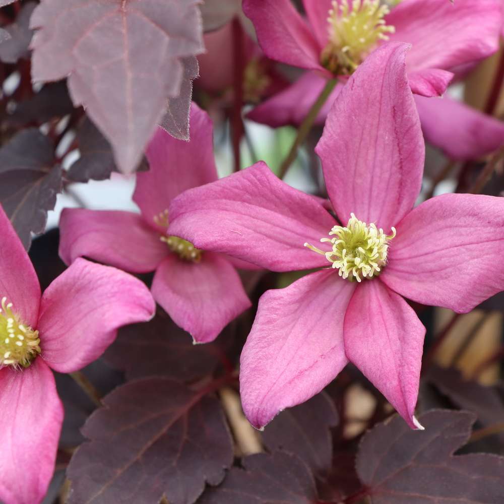 Clematis - MOONGATE MOCHA