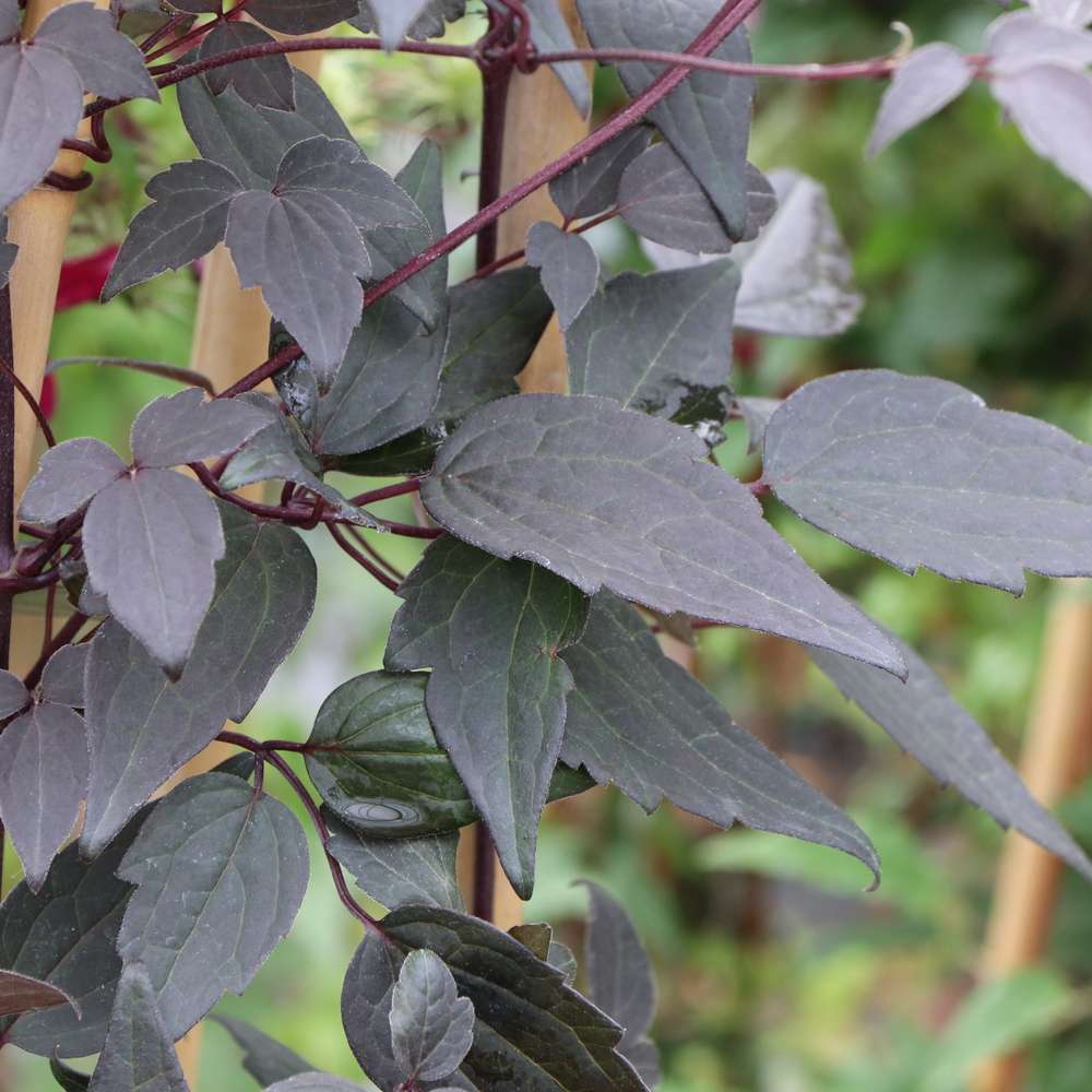 Clematis - MOONGATE MOCHA