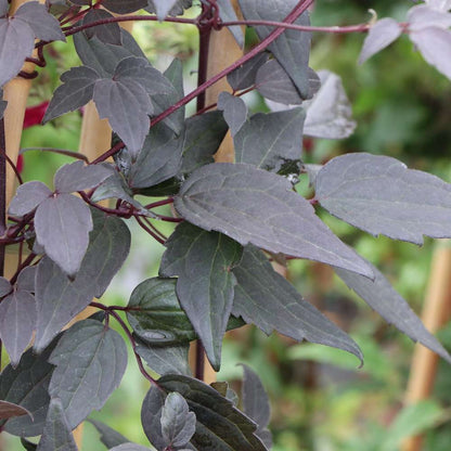 Clematis - MOONGATE MOCHA