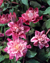 Load image into Gallery viewer, Clematis &#39;Pafar&#39; AKA Patricia Ann Fretwell - Multi-Bloom Pink
