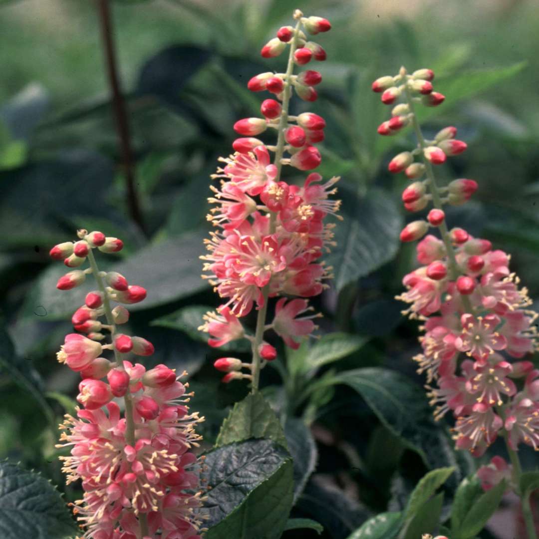 Summersweet - Ruby Spice