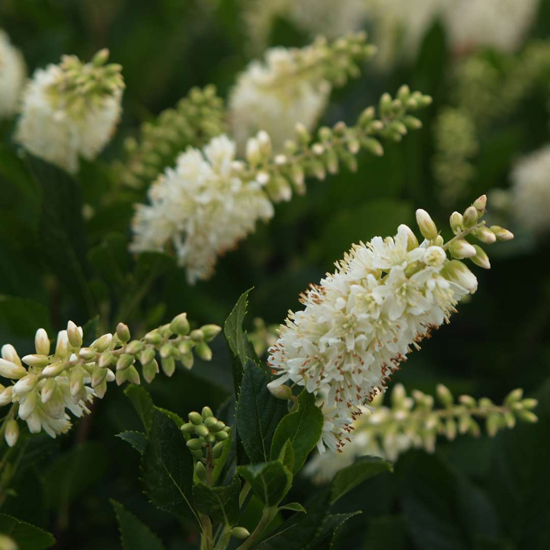 Summersweet - SUGARTINA ‘Crystalina’