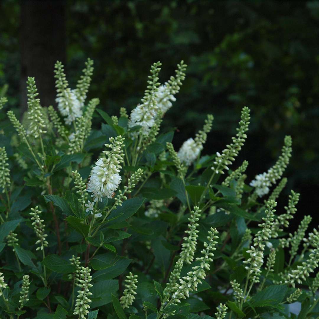 Summersweet - SUGARTINA ‘Crystalina’
