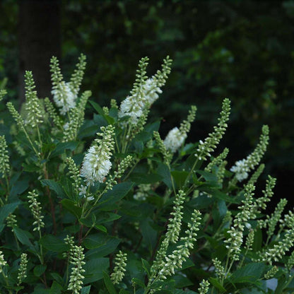 Summersweet - SUGARTINA ‘Crystalina’