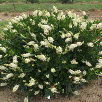 Summersweet - SUGARTINA ‘Crystalina’