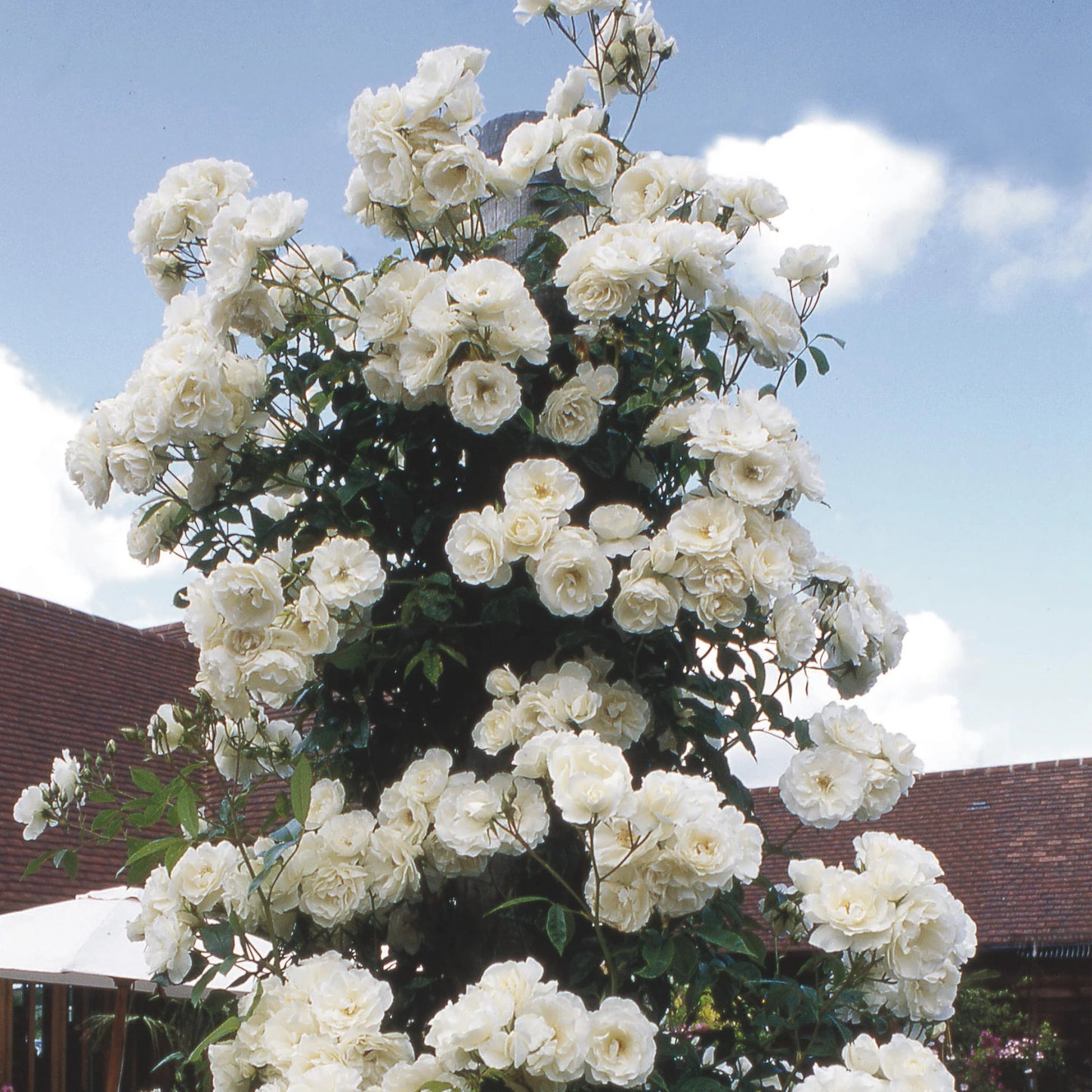 Rose - Climbing - Iceberg