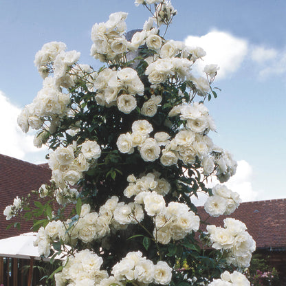 Rose - Climbing - Iceberg