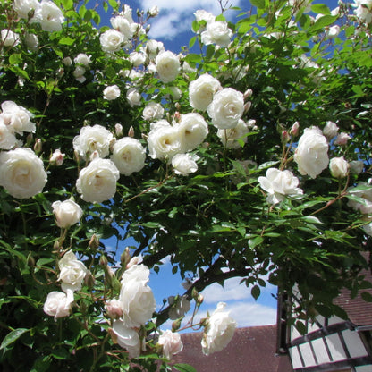 Rose - Climbing - Iceberg