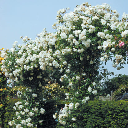Rose - Climbing - Iceberg