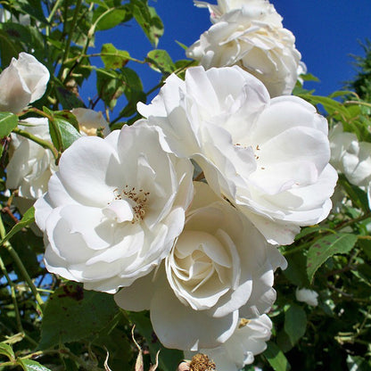 Rose - Climbing - Iceberg
