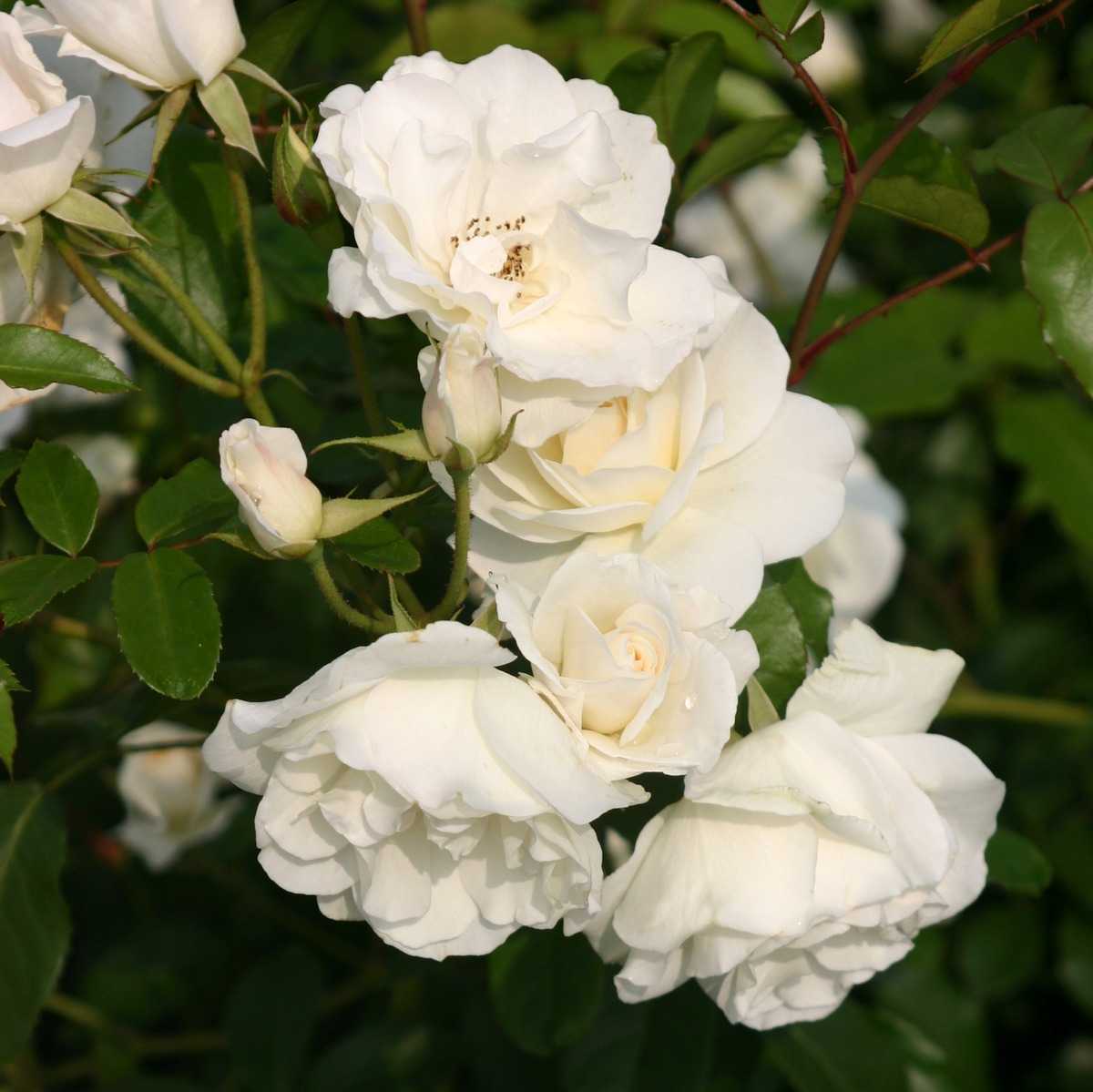 Rose - Climbing - Iceberg
