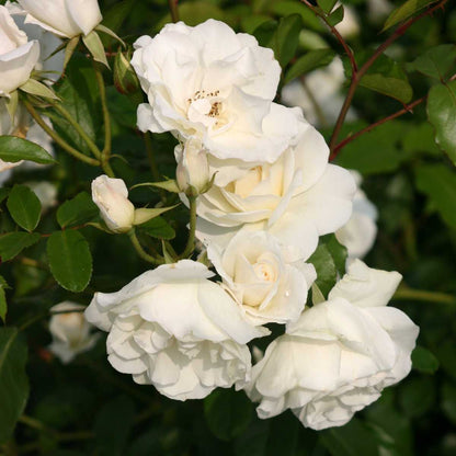 Rose - Climbing - Iceberg