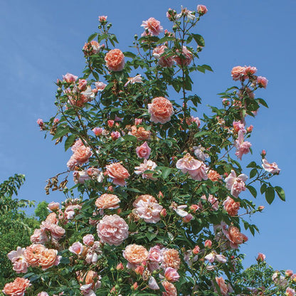 Rose - Climbing - Colette