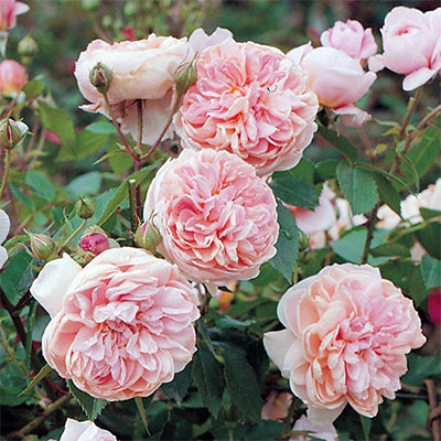 Rose - Climbing - Colette