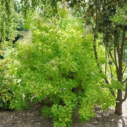 Smokebush - WINECRAFT GOLD