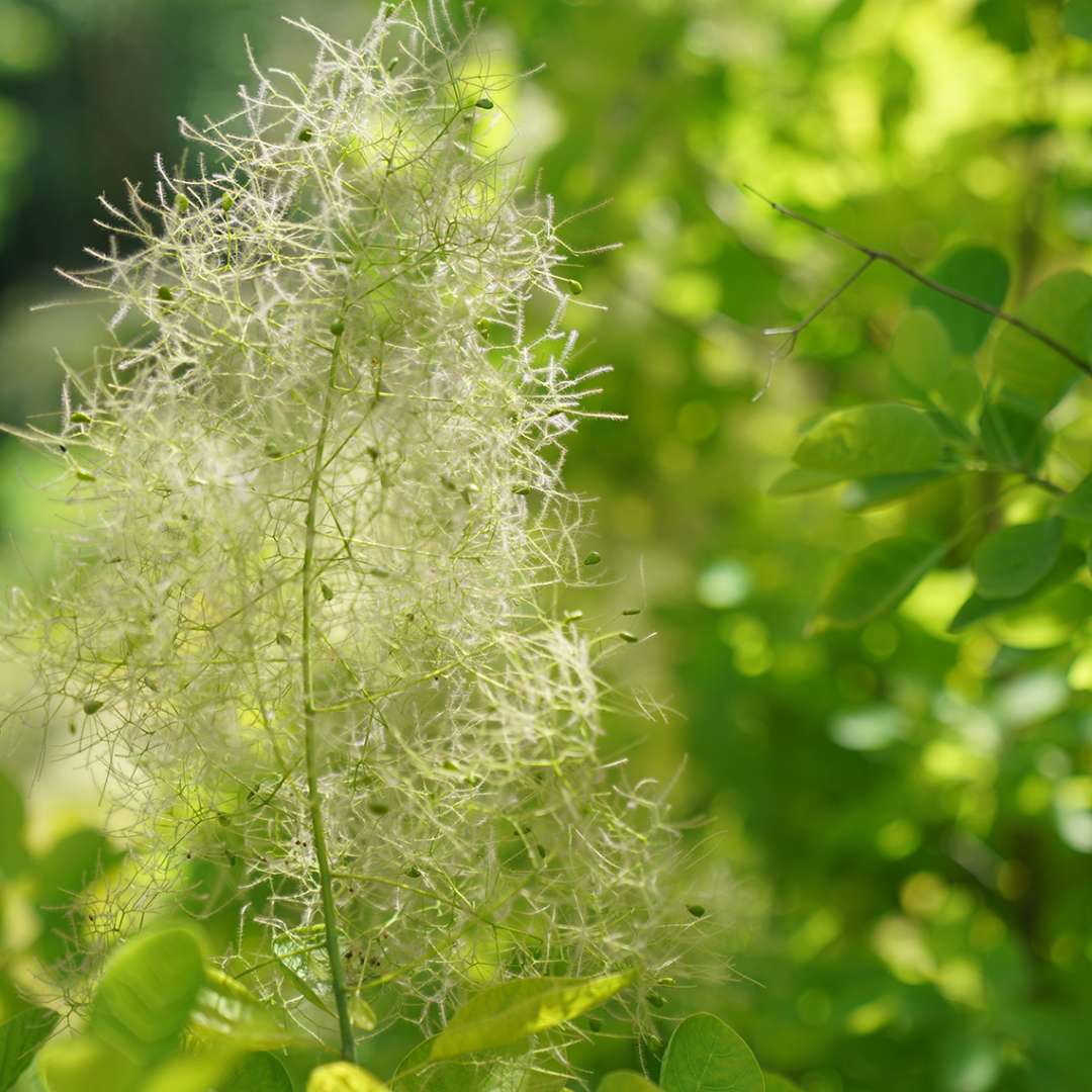 Smokebush - WINECRAFT GOLD