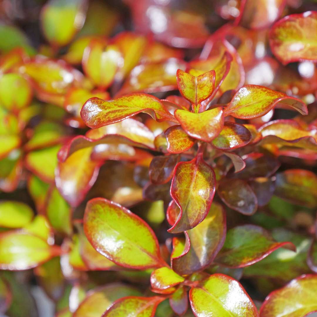 Mirror Bush - WAXWING Orange