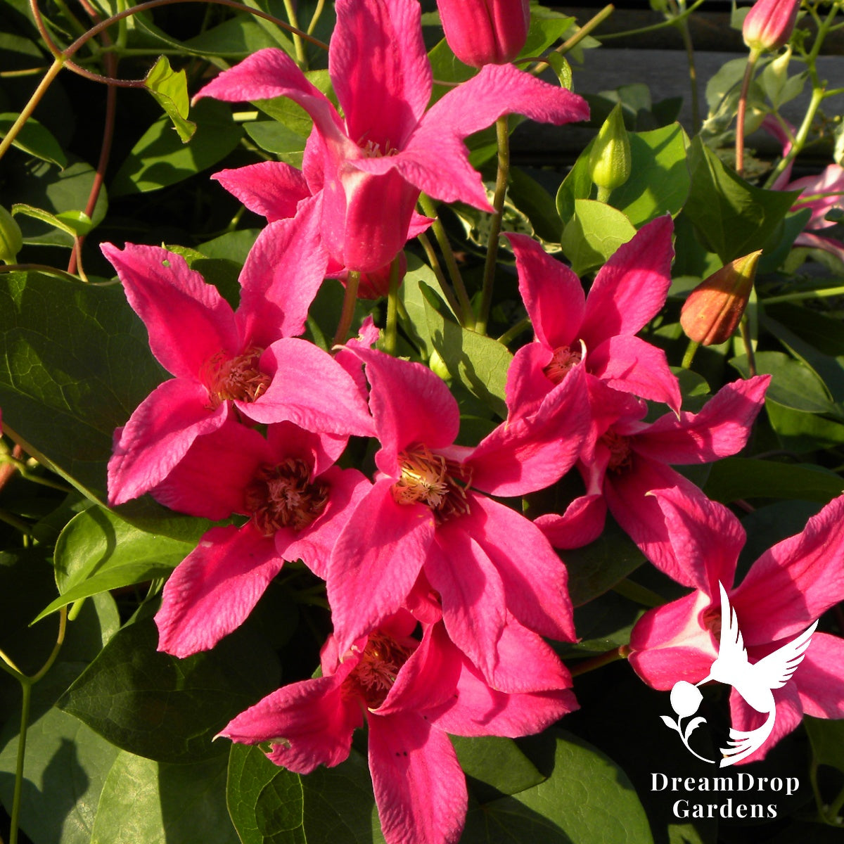 Scarlet Clematis Texensis ' Princess Diana' — DreamDrop Gardens photo 1