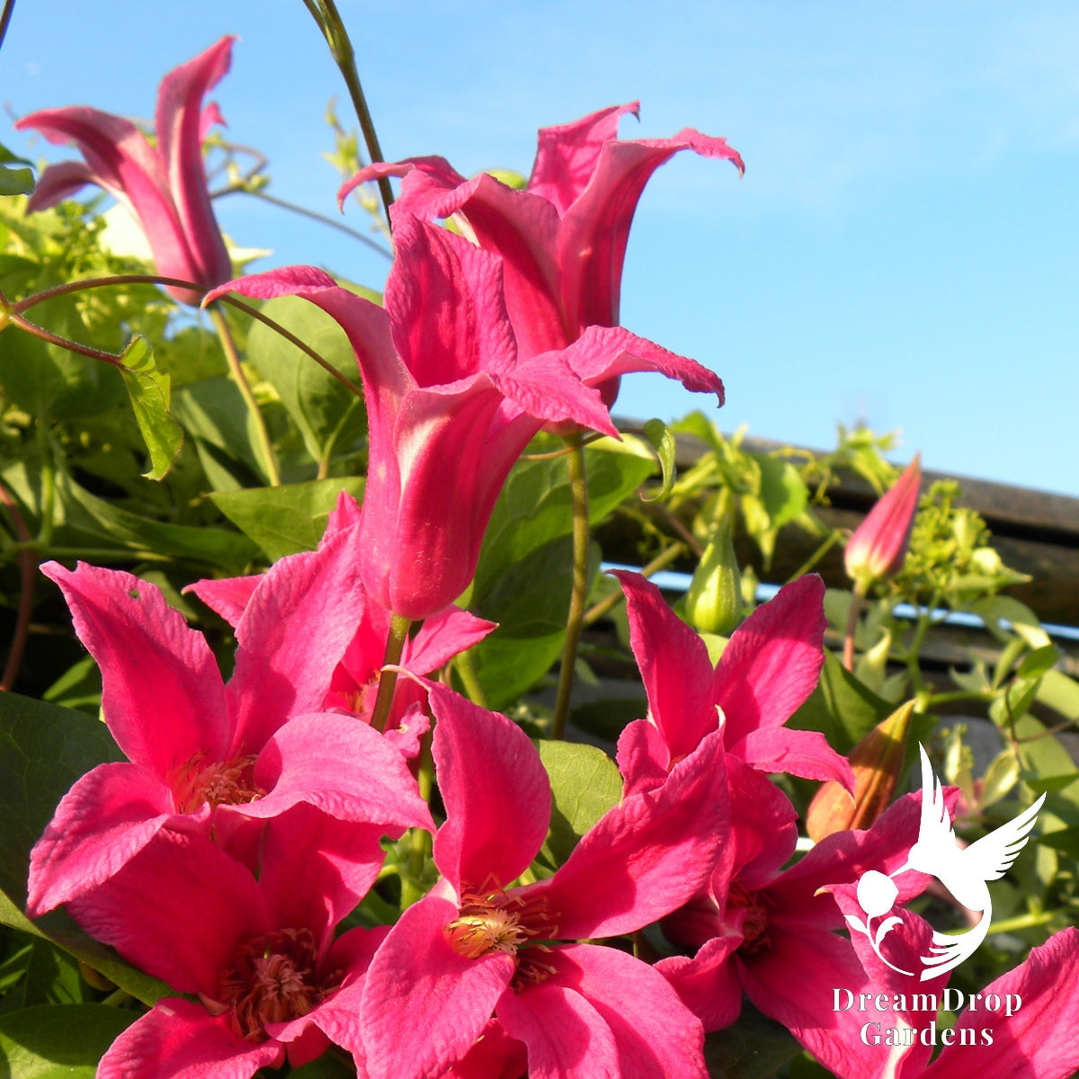 Scarlet Clematis Texensis ' Princess Diana' — DreamDrop Gardens photo 2