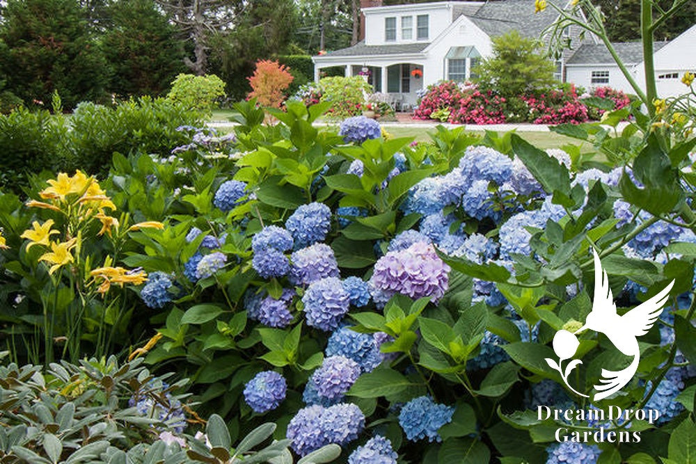 Hydrangea - Endless Summer - The Original - Blue to Pink — DreamDrop Gardens photo 10