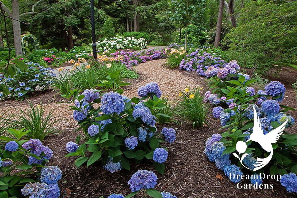 Hydrangea - Endless Summer - The Original - Blue to Pink — DreamDrop Gardens photo 11