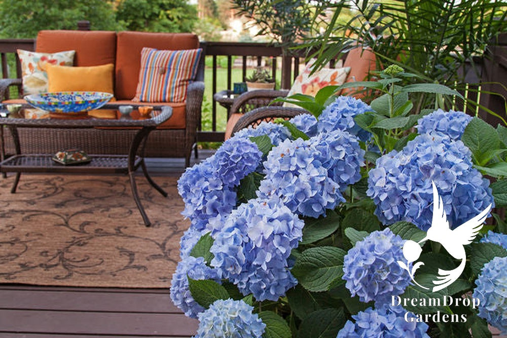 Hydrangea - Endless Summer - The Original - Blue to Pink — DreamDrop Gardens photo 12